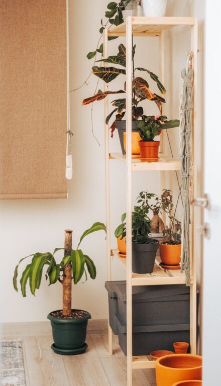 How to Refresh Your Home with Plants: Simple Tips for a Greener Space